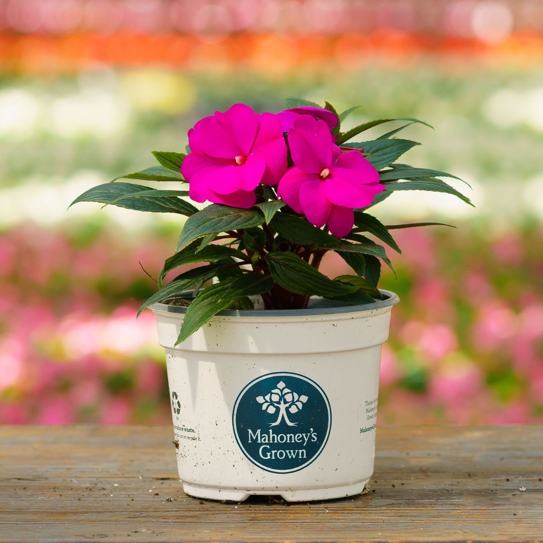 New Guinea Impatiens – Super Sonic Lilac – 6.5″ Pot